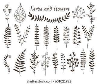 Botanical illustration, vector set with hand drawn leaves, herbs and flowers, floral collection isolated on white background with text