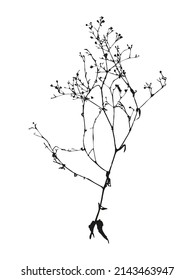 Botanical illustration. Vector silhouette of a plant, branch, twig, grass, herb or flower. Isolated black drawing on white background.