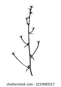 Botanical illustration. Vector silhouette of a plant, branch, twig, grass, herb or flower. Isolated black drawing on white background.