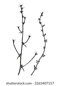 Botanical illustration. Vector silhouette of a plant, branch, twig, grass, herb or flower. Isolated black drawing on white background.