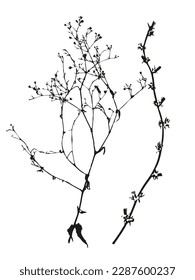 Botanical illustration. Vector silhouette of a plant, branch, twig, grass, herb or flower. Isolated black drawing on white background.