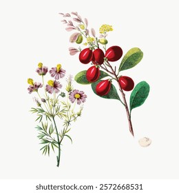 Botanical illustration of vibrant red berries and delicate flowers. Red berries and flowers create a stunning botanical display. Nature in red berries and flowers. Vintage botanical drawing art.