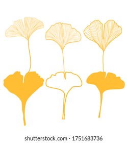 Botanical illustration yellow ginkgo leaf set various colored leaves vector graphics