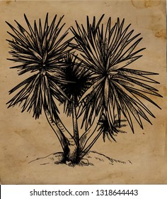 Botanical illustration. Yukka. Professional drawing in vintage style. Freehand drawing. Drawing with ink, drawing with a pen.