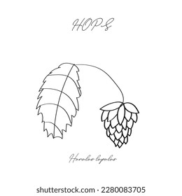 Ilustración botánica.Herb ,en línea ,vector. Colorante.Dibujado a mano.