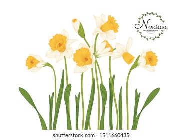 Botanical illustrations. Daffodil or Narcissus flower drawings.Natural line art on white background. Vintage Hand Drawn  .Vector.Invitation card template