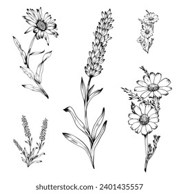 Botanische Illustrationen Lavendel, weiße Dissy.