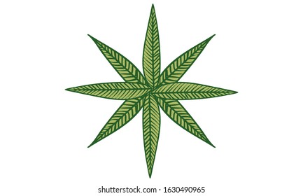 Botanical illustrations: leaves, veins, primitive images
