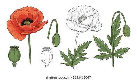 Ilustrações botânicas de um único broto de flor de papoula vermelha folhas e vagem de sementes desenhos científicos detalhados