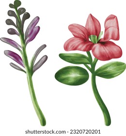 Botanical illustrations%3A Detailed drawings of plants or paintings with water colors.