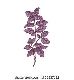 Botanical image of fresh purple Basil, engraving vector illustration isolated.