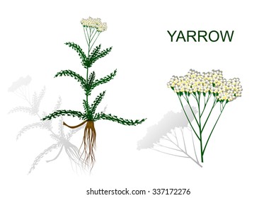 the Botanical image of the yarrow roots and inflorescence.
