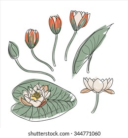 botanical isolated Buds and leafs of lotus flower vector. 