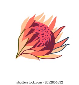 Dibujo de diseño aislado botánico de flores de protea flora australiana en tonos rojos brillantes sobre fondo blanco. Perfecto para pegatinas, insignias, decoraciones, textiles.