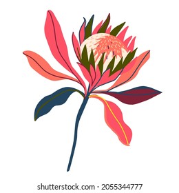 Dibujo de diseño aislado botánico de flores de protea flora australiana en tonos rojos brillantes sobre fondo blanco. Perfecto para pegatinas, insignias, decoraciones, textiles.