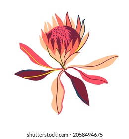 Dibujo de diseño aislado botánico de flores de protea flora australiana en tonos rojos brillantes sobre fondo blanco. Perfecto para pegatinas, insignias, decoraciones, textiles.