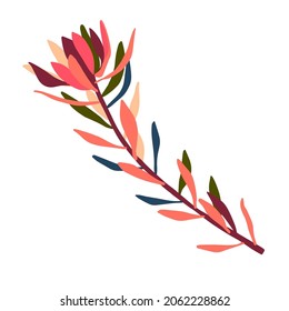 Dibujo de diseño aislado botánico de flores de protea flora australiana en tonos rojos brillantes sobre fondo blanco. Perfecto para pegatinas, insignias, decoraciones, textiles.