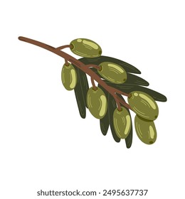 Botanical isolated illustration of olive leaves, branches  for wedding invitation and cards, logo design, web, social media and posters template.