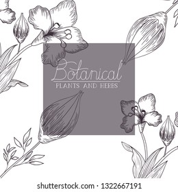 botanical label with plants and herbs