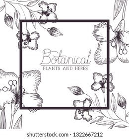 botanical label with plants and herbs