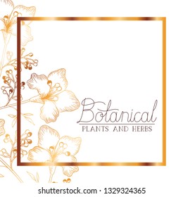 botanical label with plants and herbs