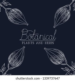 botanical label with plants and herbs