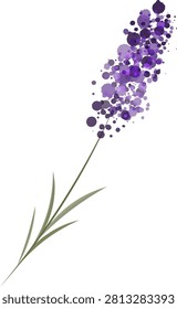 Botanical lavender flower for aromatherapy, wellness, skincare, handmade products and decorative layouts