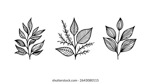 Botanical Leaf Branch Line Art on white background