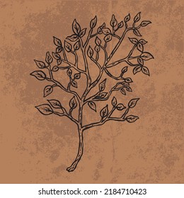 Dibujo gráfico de la línea de flores silvestres del doodle de la hoja botánica. Dibujo de la ilustración del vector dibujado a mano.
Esquema floral vintage. Adecuado para papel de pared, póster, pegatina,
medios sociales de contenido
