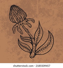 Botanical leaf doodle wildflower line art. Hand drawn vector illustration.
Vintage floral outline. Suitable for wallpaper, posters, stickers,
content social media