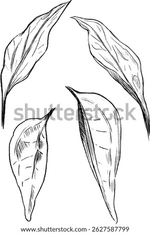 Botanical Leaf Illustrations Featuring Vintage Style Artistry