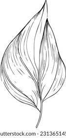 botanical leaf line art, leaf line art, leaf drawings, sketch leafs drawing, art leaf design