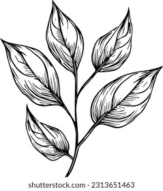 botanical leaf line art, leaf line art, leaf drawings, sketch leafs drawing, art leaf design