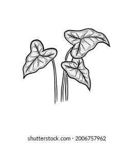 Botanical leaves hand drawn vector illustration. Alocasia leaf sketch concept