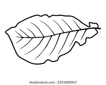 Botanical Leaves Line Art Illustration