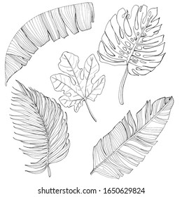 Botanical leaves, set of tropical leaves Coloring Book. Beautiful drawings with patterns and small details. For anti-stress and children's coloring, emblems or tattoos.
