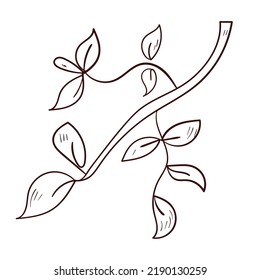 Botanical leaves set. Vector nature icon. Doodle illustration on white background.