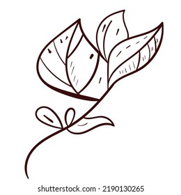 Botanical leaves set. Vector nature icon. Doodle illustration on white background.