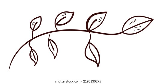 Botanical leaves set. Vector nature icon. Doodle illustration on white background.