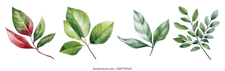 Botanical Leaves Watercolor Vector Illustration