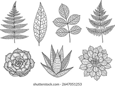 Botanical Line Art Assortment of Leaves and Succulents Intricate Black and White Plant Drawings for Coloring Pages and Artistic Compositions