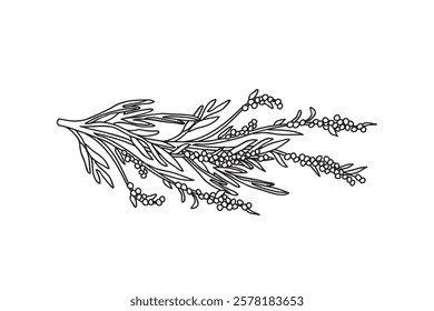 Botanical Line art branch olive with leaves and berries isolated on white background. Hand drawn black and white outline tree Olive plant vector illustration.Graphic design for Print Book Product Card