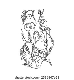 Botanical Line art drawing of growing tomatoes on branches with leaves and fruits isolated on white background. Hand drawn outline doodle plant with stems and vegetables Tomato vector illustration 