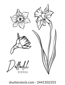 Botanical line art illustration of daffodil or narcissus flowers for wedding invitation and cards, logo design, web, social media and poster, template, advertisement, beauty and cosmetic industry.	