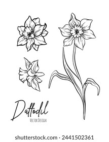 Botanical line art illustration of daffodil or narcissus flowers for wedding invitation and cards, logo design, web, social media and poster, template, advertisement, beauty and cosmetic industry.	