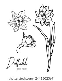 Botanical line art illustration of daffodil or narcissus flowers for wedding invitation and cards, logo design, web, social media and poster, template, advertisement, beauty and cosmetic industry.	