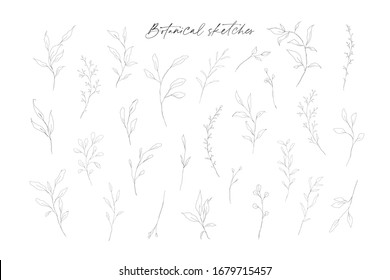 Botanical line art leaves hand drawn pencil sketches isolated on white background. Fine art floral elegant delicate graphic clipart for wedding invitation card. Vector illustration