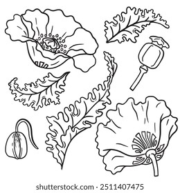 Conjunto de arte de linha botânica: Elementos de flores, folhas, botões e pods papoula - Desenho linear para design