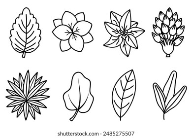 Botanical Line Art Techniques for Artists