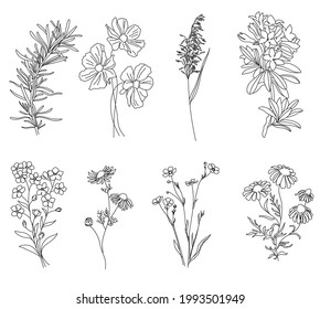 botanical line art. vector illustration of flowers. fern leaves. bonacal graphic elements. 